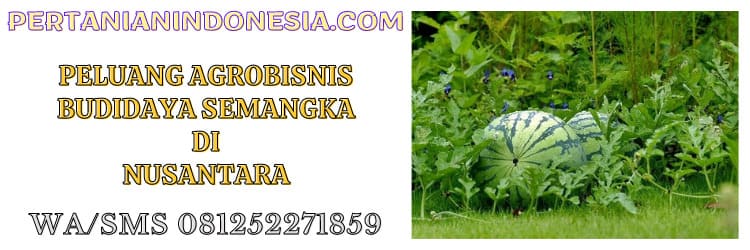 peluang,bisnis,agrobisnis,agrisbisnis,budidaya